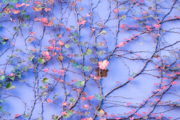 Wall Mural - purple Wall Covered with ivy Leaves