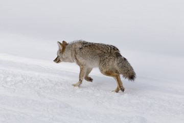  Coyote, Winter, Yellowstone NP