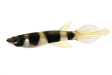 Clown killi banded panchax killifish fish Male Epiplatys annulatus tropical aquarium fish