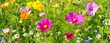 Sommerblumen - bunte Blumenwiese Hintergrund Banner