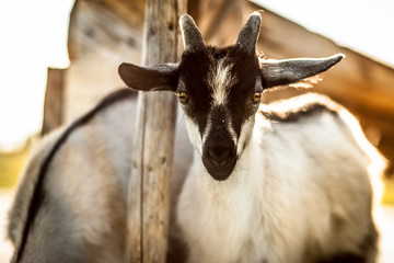 Goat.Rural animal. 