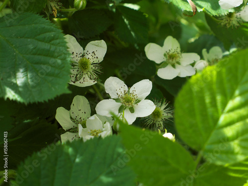 Fotografija Flowers of blackberry. White flowers garden dewberry