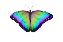 Rainbow Butterfly - Open Butterfly With Large Wing Span Showing Graduated Rainbow Colours Isolated On A White Background