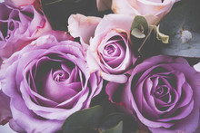 Violet Roses 2 Free Stock Photo - Public Domain Pictures