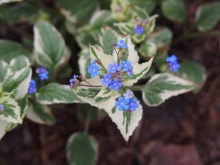 Wall Mural - Brunnera macrophylla 'Variegata' - Siberian Bugloss  