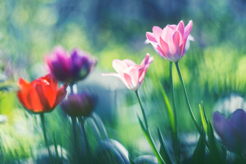 Wall Mural - multi-colored tulips with a soft focus. pink tulips. selective focus