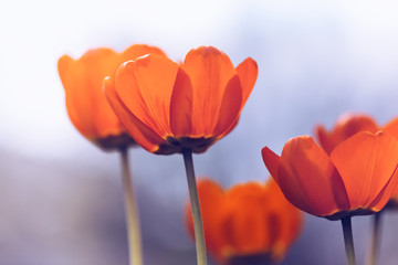 Wall Mural - bright tulips with toning. beautiful spring flowers. selective focus
