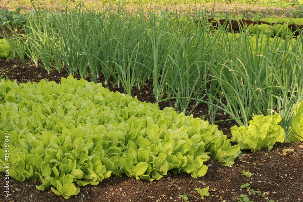 Organic Salad and Onion plants in the vegetable garden, Biologischer
