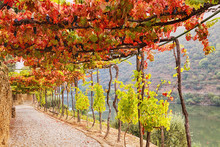Archway Passage In The Garden From Autumn Grape Vine Near Douro River, Portugal.