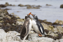 Loving And Kissing Gentoo Penguins At Falkland Island.
