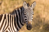 Fototapeta Konie - Zebra in the Serengeti