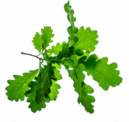 Wall Mural - Young oak leaves on white background