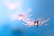 Macro Of Dandelion With Water Drop. Dandelion On A Beautiful Turquoise Background. An Artistic Image.