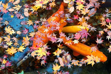 Wall Mural - Beautiful view of Japanese Koi Carp fish & colorful maple leaves in a lovely pond in a courtyard garden in Kyoto Japan ~ A vibrant image of Chinese Fancy Carp fish swimming merrily among fallen leaves