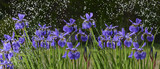 iris flowers in rain