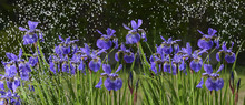 Iris Flowers In Rain