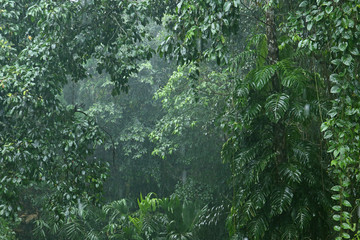 Naklejka natura las tropikalny