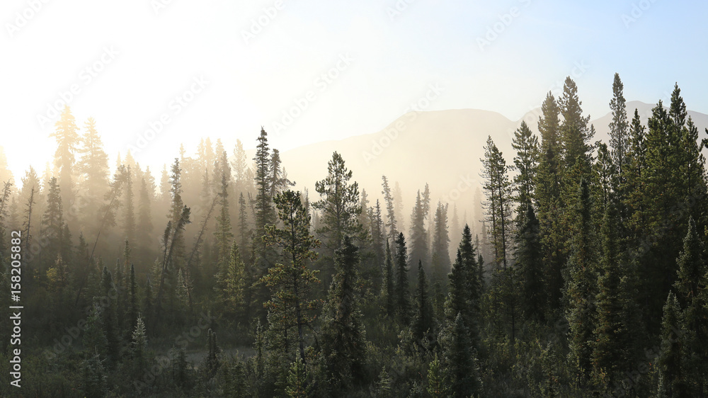 Misty tundra forest - obrazy, fototapety, plakaty 