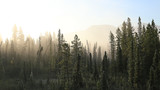 Fototapeta Las - Misty tundra forest