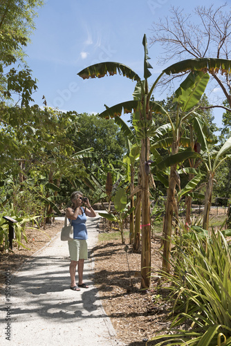 Elderly Woman Taking A Photo Of A Saba Banana Tree In The Florida