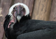 The head of the Andean condor in front
