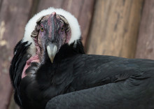 The Head Of The Andean Condor In Front
