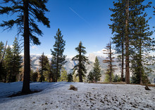 Snow, Ponderosa Pine Trees With Sierra Moutnains And Half Dome In The Distance On A Sunny Spring Day With Half Dome And Vernal Falls In The Distance, Washburn Point, Yosemite National Park, California