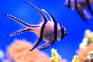 exotic sea fish