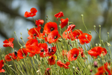 Wall Mural - Red poppy flowers