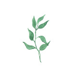 Fototapeta  - Bright watercolor leaf isolated