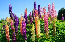 Blooming Lupine Flowers - Lupinus Polyphyllus - Garden Or Fodder Plant 
