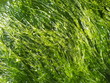 Seagrass background.
Green algae in the sea