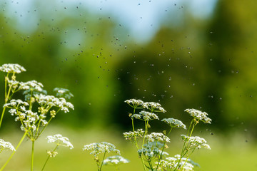 Wall Mural - Parsley flowers with flies swarming