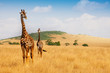 Masai giraffes walking in the dry grass of savanna