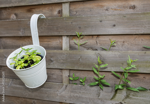 Garten Mit Holzwand Und Gewurze In Topf Buy This Stock Photo And