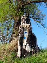 Tourist Sign On A Tree Stump Shows The Direction Of The Hiking Trail