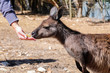 Kangaroo eating from the manger