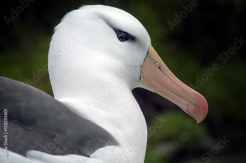 Fotografie, Obraz Schwarzbrauenalbatros auf Saunders Island der Falklands