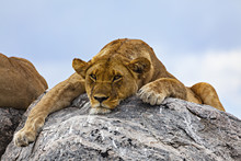 Relaxed Lion