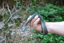 Snake (Natrix Natrix). Man Holding A Snake (Natrix Natrix) In Hand. Transcarpathia