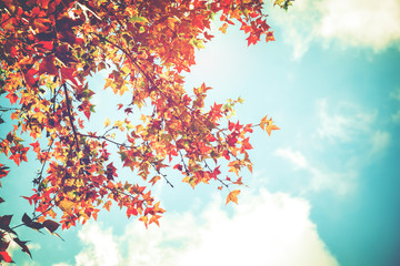 Wall Mural - beautiful autumn leaves and sky background in fall season, colorful maple foliage tree in the autumn