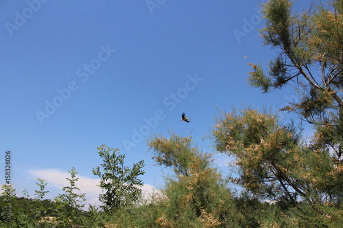 Oiseau Qui Vole Buy This Stock Photo And Explore Similar