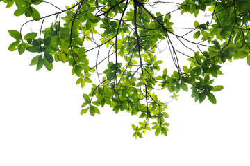 green leaves isolated on white background