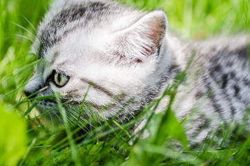 Wall Mural - A cute kitten learns to take the first independent steps in the open air