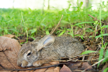 Wall Mural - Little rabbit sleeping in a grass forest.