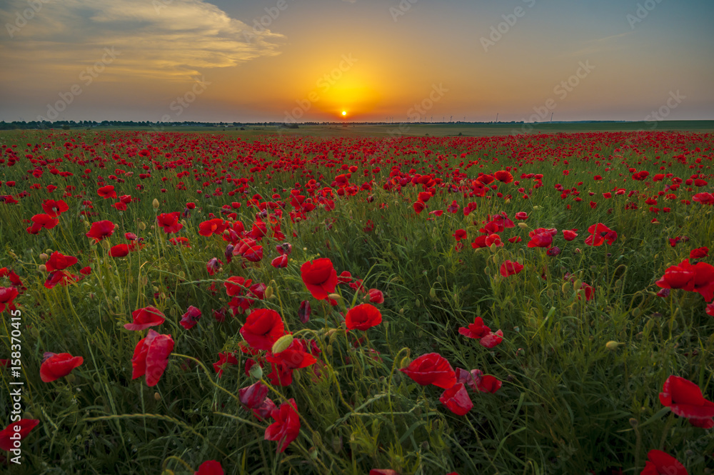 Red poppies in the light of the rising sun - obrazy, fototapety, plakaty 