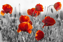 Red Poppies, Black And White