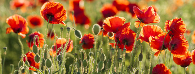 Wall Mural - panorama with red poppies