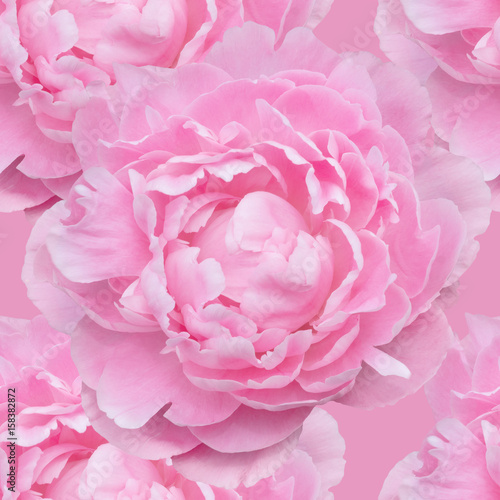 seamless pattern of pale pink peonies luxury fresh