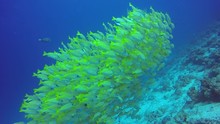 School Of Striped Snapper Yellow Fish On Background Of Clear Seabed Underwater. Swimming In World Of Colorful Beautiful Seascape. Aquarium Of Wild Nature. Abyssal Relax Diving.